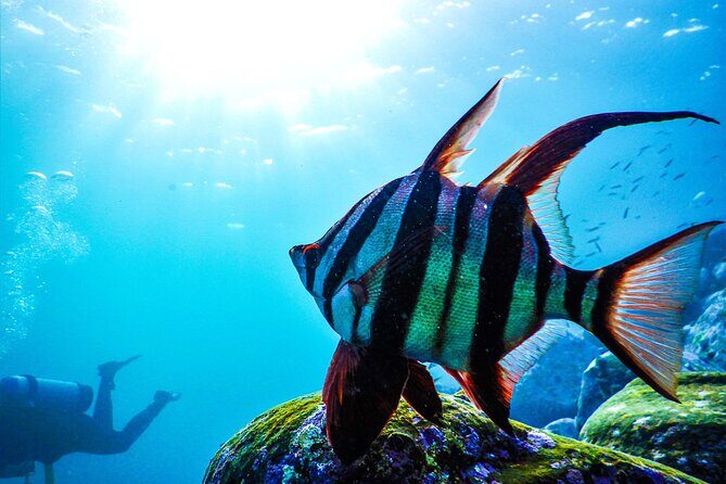 Snorkeling Adventure for Kids with Private Guide In Sydney - Bronte–Coogee Aquatic Reserve: what you’ll likely see (and why it’s exciting)