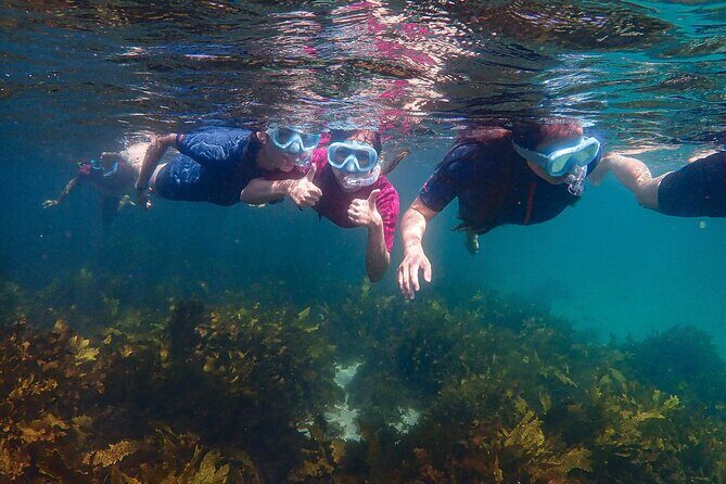 Snorkeling Adventure for Kids with Private Guide In Sydney - If conditions change: Clovelly to Little Bay Beach