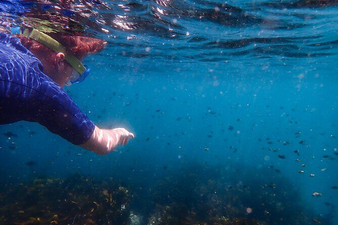Snorkeling Adventure for Kids with Private Guide In Sydney - Gear included: flotation aids, weight belts, and the mask-fin-snorkel combo