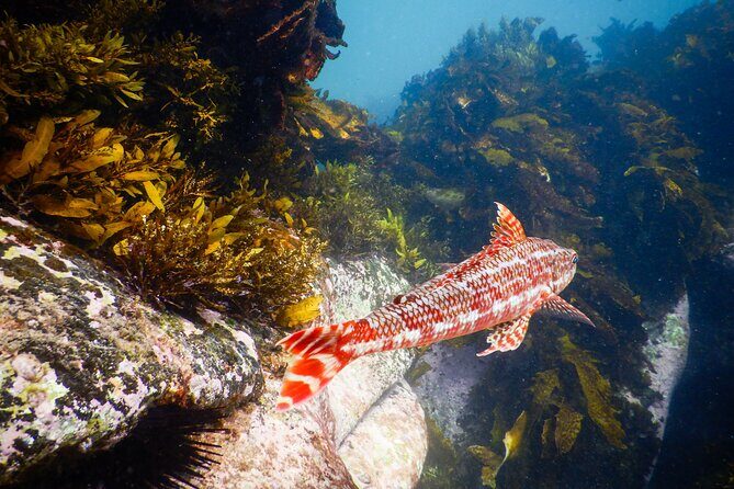 Snorkeling Adventure for Kids with Private Guide In Sydney - Photo memories on the water: why it matters more than you think