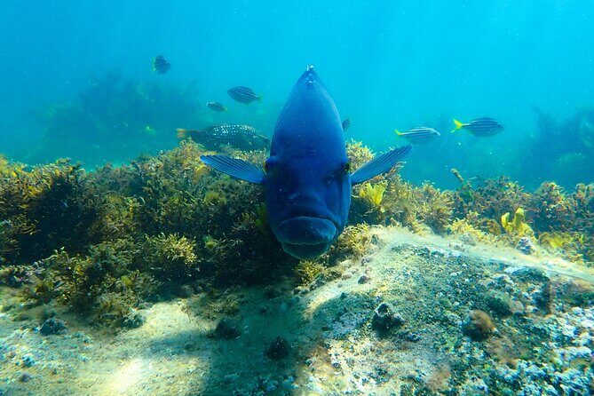 Snorkeling Adventure for Kids with Private Guide In Sydney - Private certified guide + gear fitting: what happens before you swim