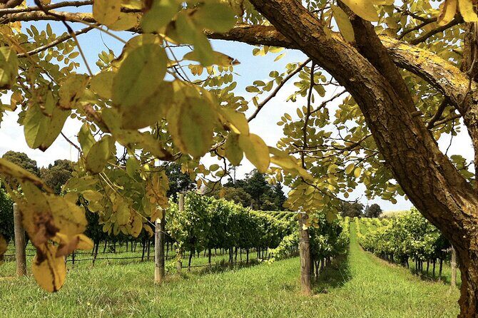 Southern Highlands Private Tour with Wine, Waterfall and Garden - Fitzroy Falls: A Short Track With Top-of-Falls Views