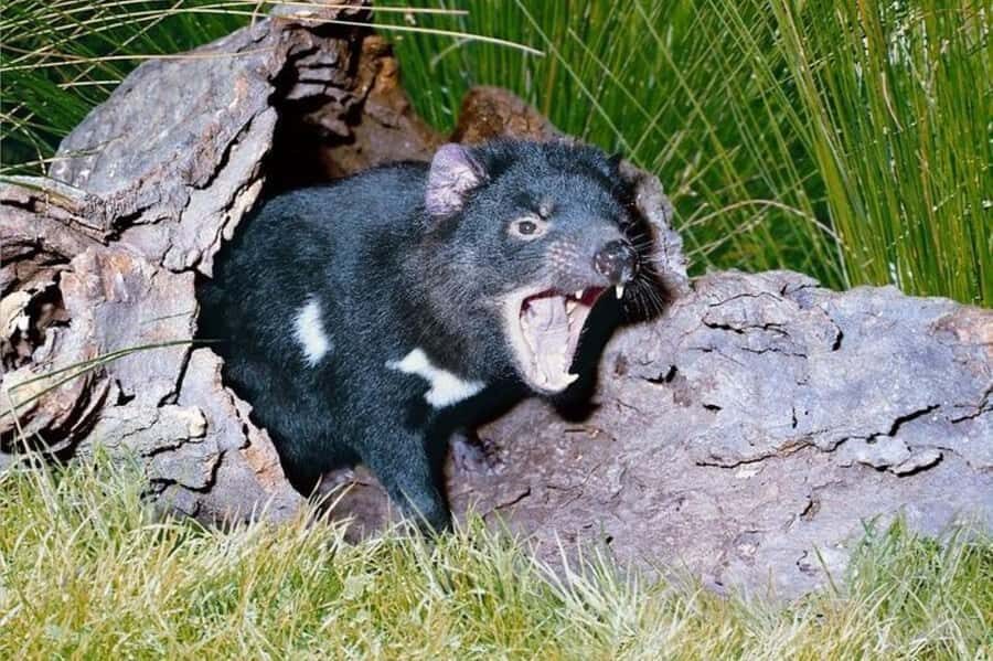 Sydney: Blue Mountains & Featherdale Wildlife Park Day Trip - Blue Mountains National Park: a World Heritage day with a smart game plan