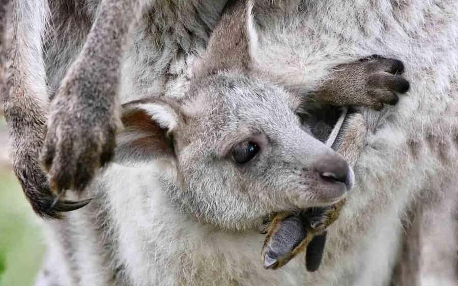 Sydney: Blue Mountains & Featherdale Wildlife Park Day Trip - Picking lunch in Leura or Echo Point: choose your vibe