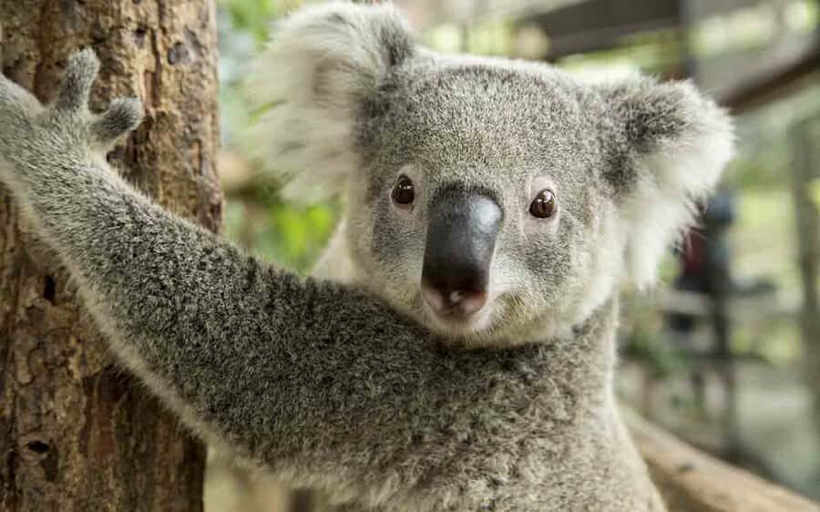 Sydney: Blue Mountains & Featherdale Wildlife Park Day Trip - Private day logistics: Mercedes comfort, bottled water, and a pace that makes sense