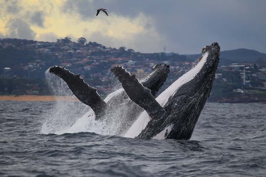 Sydney: Discovery Whale Watching Tour by Catamaran - Darling Harbour start: what to know before you step aboard