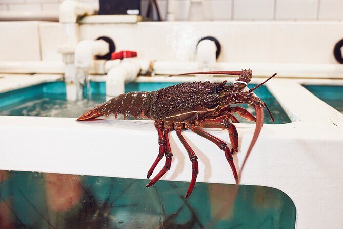 Sydney Fish Market Behind the Scenes Tour - Species on the Floor: Lobsters, Mud Crabs, and Giant Tuna