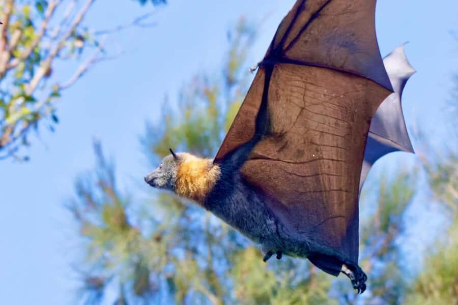 Sydney: Flying Fox Tour, Australia's Largest Bats - Key Highlights You’ll Care About