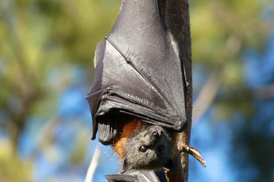 Sydney: Flying Fox Tour, Australia's Largest Bats - Should You Book the Sydney Flying Fox Tour?