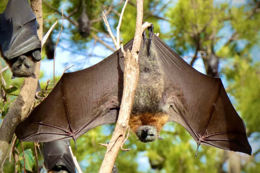 Sydney: Flying Fox Tour, Australia's Largest Bats - Who This Tour Is Best For (And Who Might Want to Think Twice)