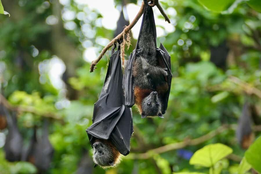 Sydney: Flying Fox Tour, Australia's Largest Bats - The Flying Fox Moment: Watching Australia’s Largest Bats Up Close