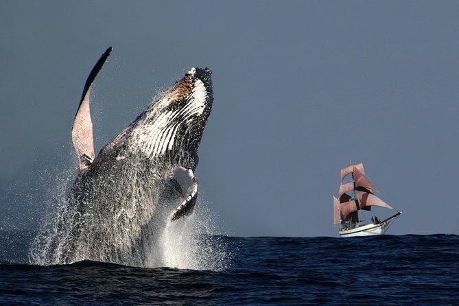 Sydney Harbour Tall Ship Whale & Sail - Whale Watching Cruise - Key Highlights You’ll Feel Right Away