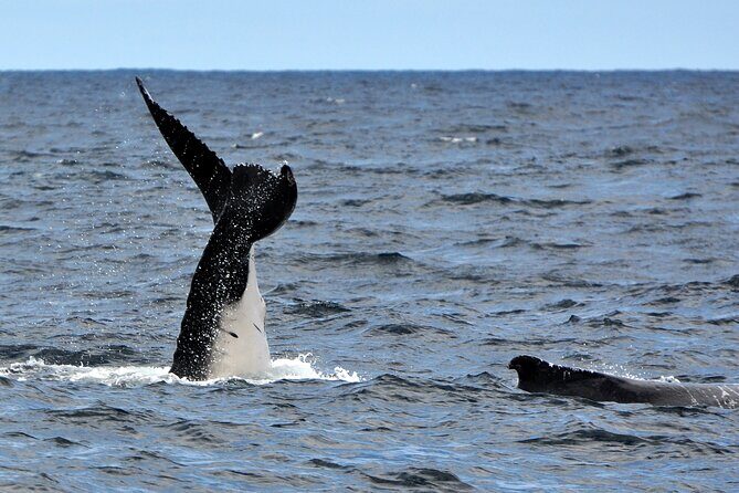 Sydney Harbour Tall Ship Whale & Sail - Whale Watching Cruise - Whale Watching Focus: What You’re Actually Looking For