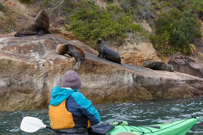 Sydney Kayak Seal Encounter Adventure with Gourmet Food - Key takeaways before you go