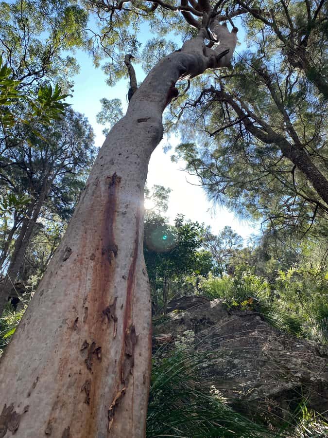 Sydney: Ku-ring-gai National Park with Hike, Beach & Picnic - Getting there in a comfy car, not a bus