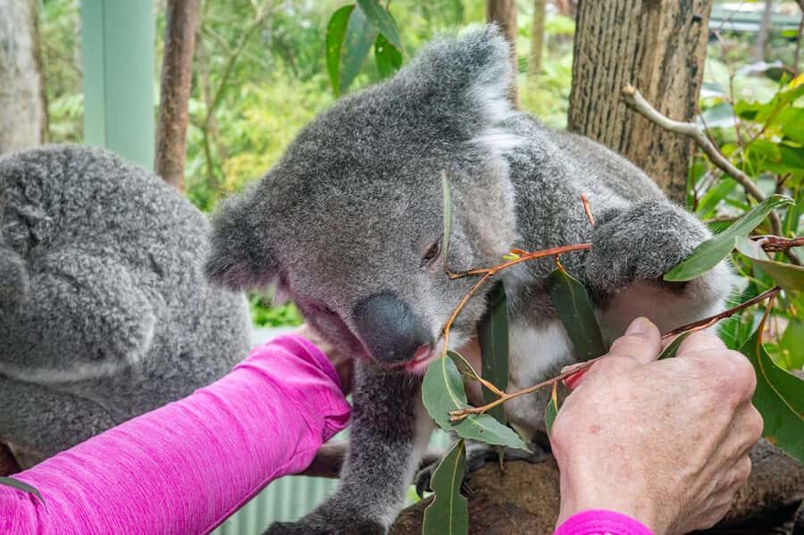 Sydney: Nature and Wildlife - Australia in One Day - Wildlife stops that go beyond a quick look