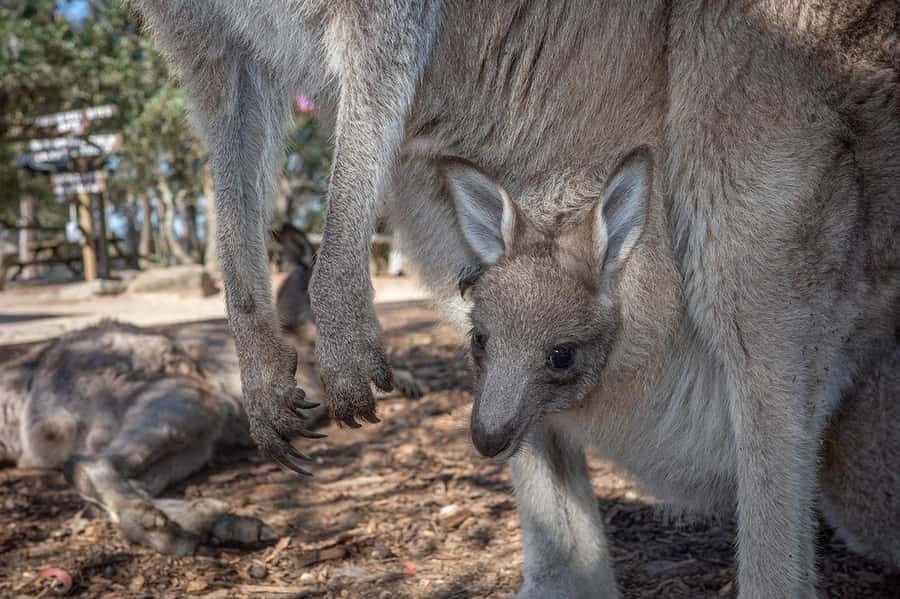 Sydney: Nature and Wildlife - Australia in One Day - Hawkesbury River coffee time and why the pauses matter