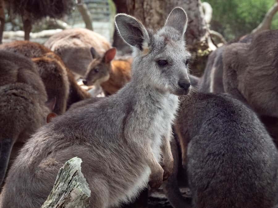 Sydney: Nature and Wildlife - Australia in One Day - Sydney icons first: Harbour Bridge, Opera House, and Lady Macquarie’s Chair