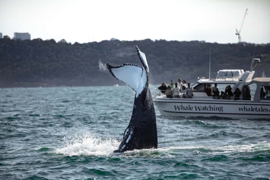 Sydney: Ocean Whale Watching Experience - King Street Wharf #3 to Harbour Bridge and Opera House Views