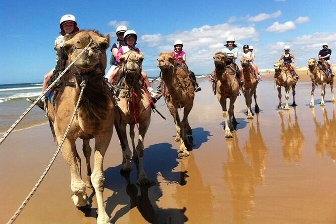 Sydney: Port Stephens Sandboarding, Dunes & Dolphin Cruise option - Price and value: what $92.52 really covers