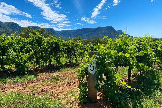 Sydney: PRIVATE Hunter Valley Wine Tasting Luxe Tour (10h) - Key things I’d mark on your planning list