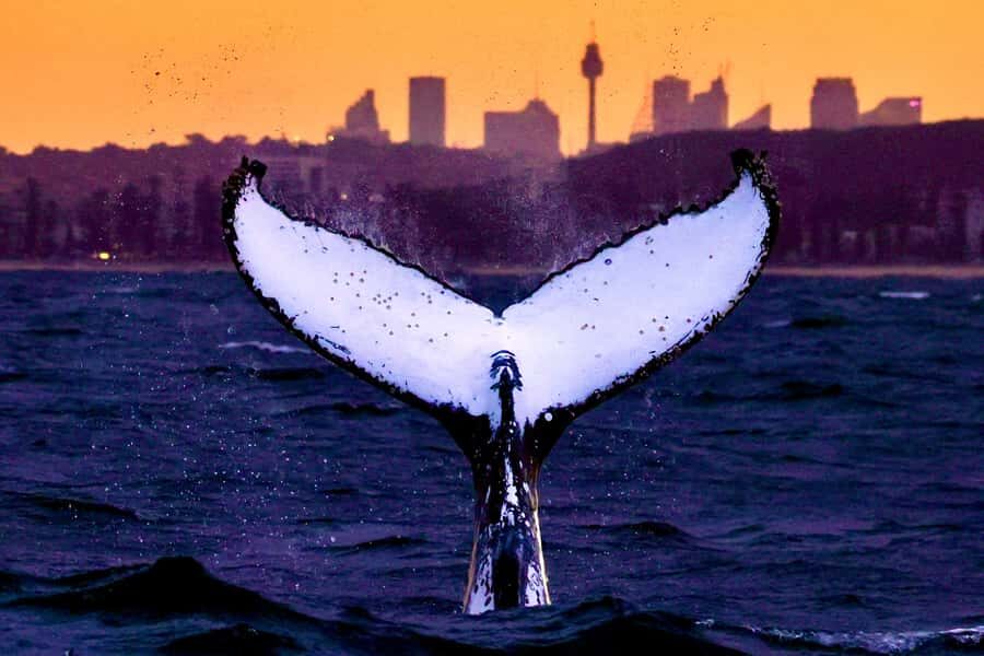 Sydney: Scenic Whale Watching Cruise - Whales Guaranteed - Sydney Heads and the scenic warm-up that sets the mood