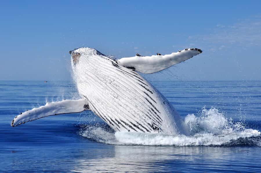 Sydney: Scenic Whale Watching Cruise - Whales Guaranteed - Dolphins, seals, and the value of wildlife variety