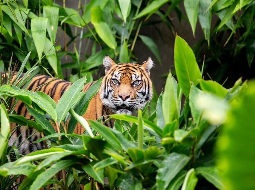 Sydney: Taronga Zoo Ticket with Return Ferry - Should You Book This Taronga Zoo + Return Ferry Ticket?
