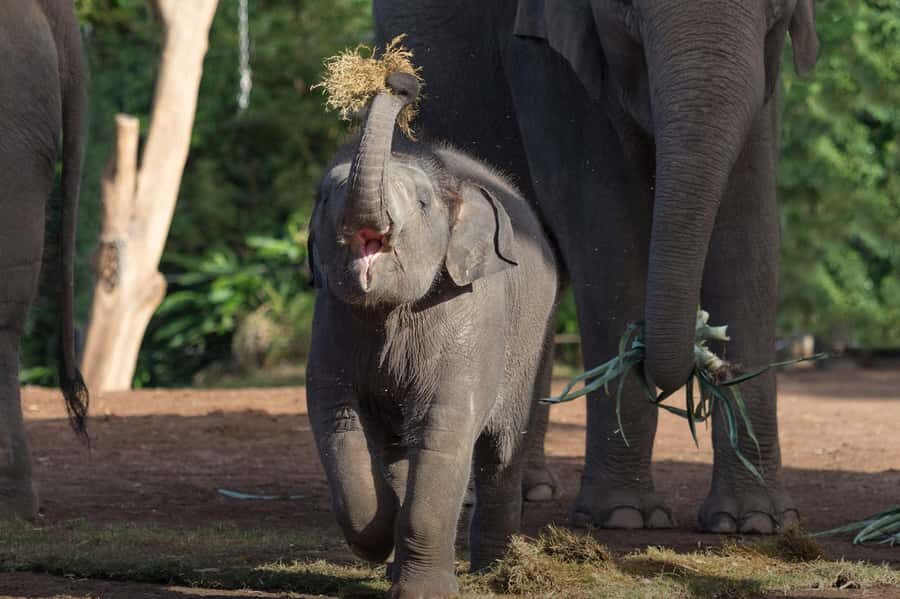 Sydney: Taronga Zoo Ticket with Return Ferry - Taronga Zoo at Your Own Pace: 5,000 Animals in a Hilltop Park