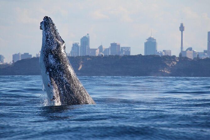 Sydney: Whale Watching Adventure Cruise - Live commentary that makes whale watching click
