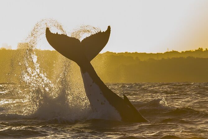 Sydney: Whale Watching Adventure Cruise - Weather, rain, and rough water: how to pack so you still have fun