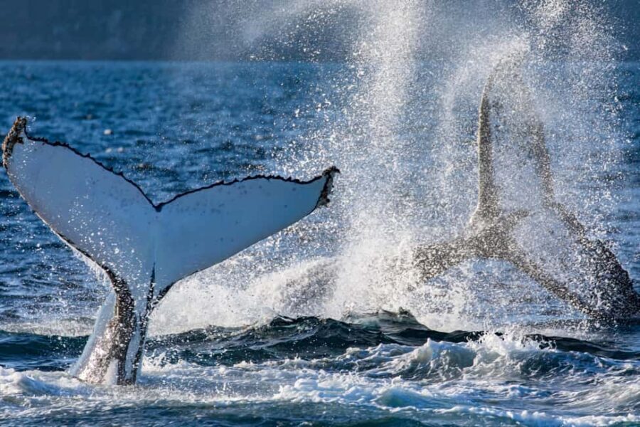 Sydney: Whale Watching Adventure Cruise - Whales Guaranteed! - Leaving Circular Quay on a 3-hour whale hunt
