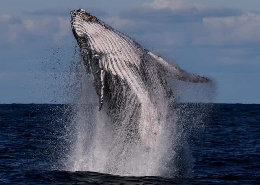 Sydney: Whale Watching Adventure Cruise - Whales Guaranteed! - The route: from Sydney Harbour icons through Sydney Heads to whale country