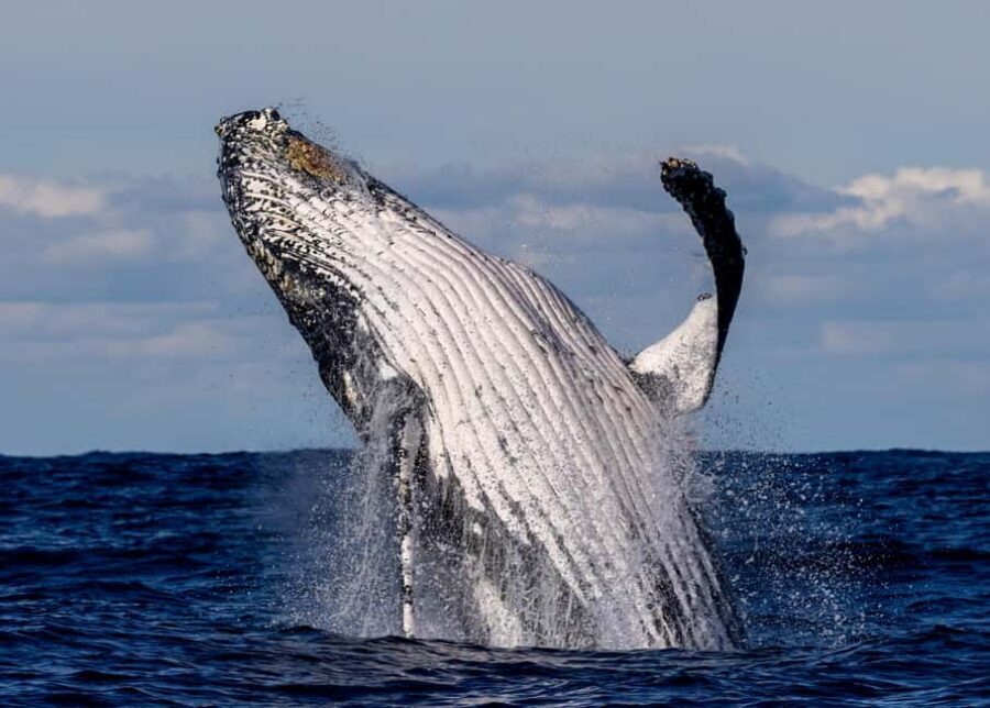 Sydney: Whale Watching Adventure Cruise - Whales Guaranteed! - Price and value: what $43 gets you, and what to plan for