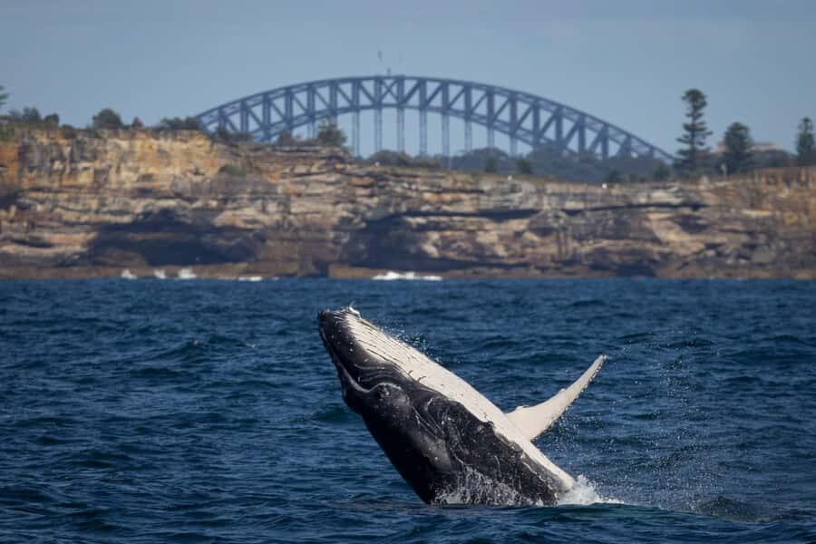 Sydney: Whale Watching & Hop On Hop Off Cruise Package - Key highlights that make this combo worth it