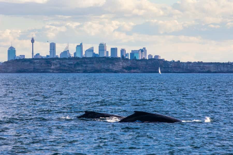 Sydney: Whale Watching & Hop On Hop Off Cruise Package - Who this combo is best for (and who should rethink it)