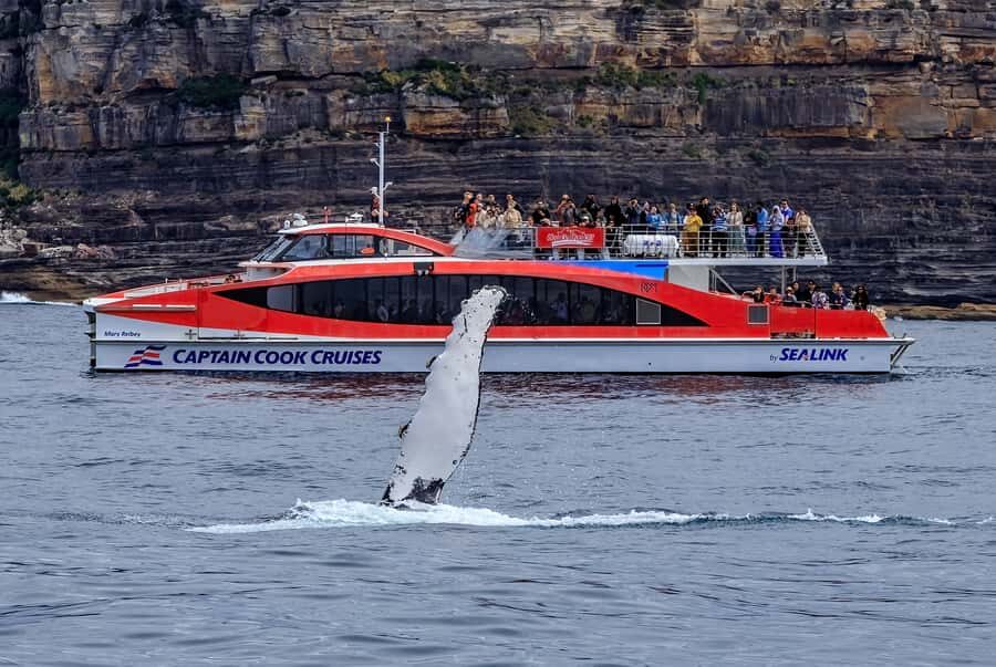 Sydney: Whale Watching & Hop On Hop Off Cruise Package - Should you book the Sydney Whale Watching & Hop On Hop Off combo?