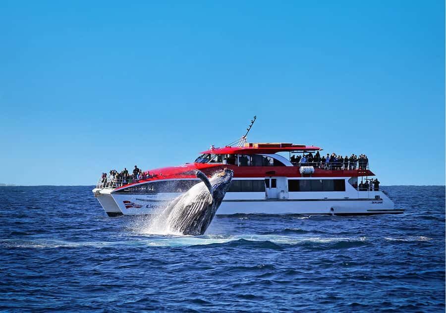 Sydney: Whale Watching & Hop On Hop Off Cruise Package - Whale watching on the first day: what you’re really paying for