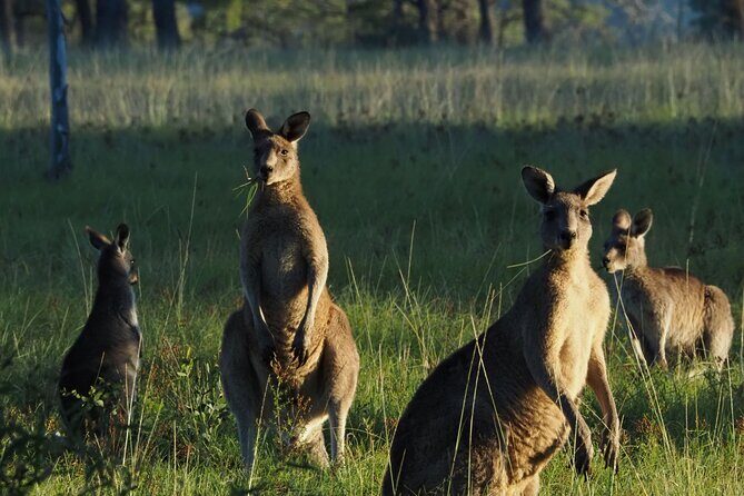 Sydney Wildlife Safari - Key highlights I’d plan around