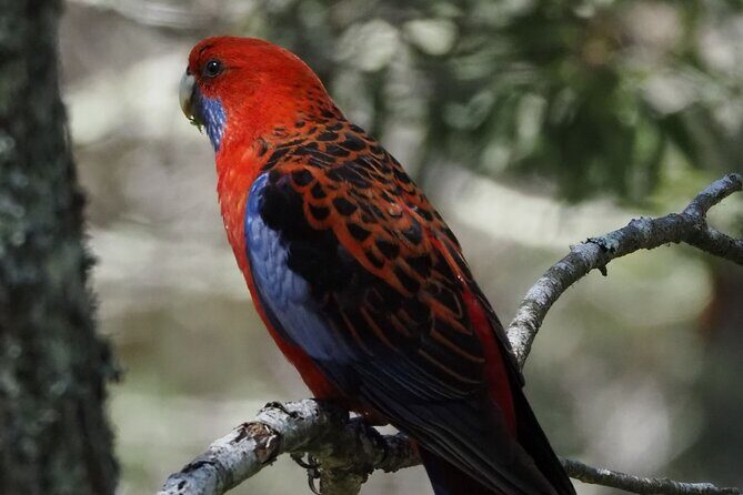 Sydney Wildlife Safari - Leaving Sydney noise behind: Bowral in a single afternoon