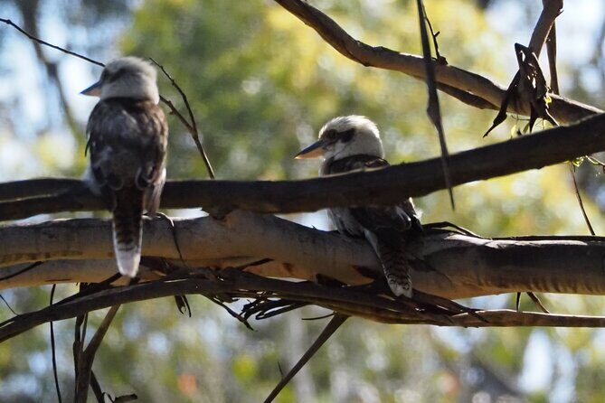 Sydney Wildlife Safari - The Great Western Wildlife Corridor: what you’re protecting while you watch
