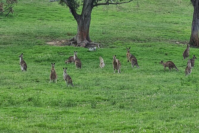 Sydney Wildlife Safari - Dusk on a quiet river: your platypus moment