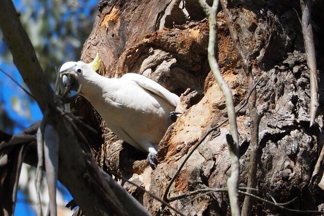 Sydney Wildlife Safari - Dinner at an old country inn, then the night spotlight