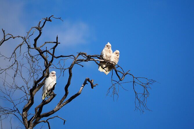 Sydney Wildlife Safari - Gear, transport, and comfort details that really matter