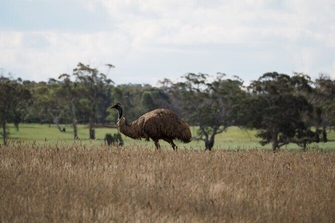 Sydney Wildlife Safari - Wildlife spotting with a plan, not guesswork