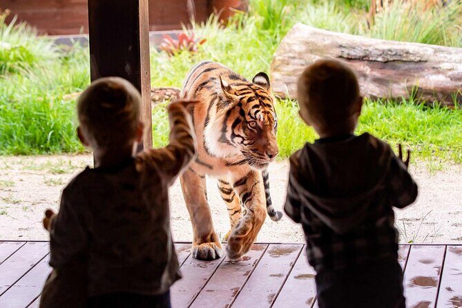 Taronga Zoo + Ferry Return Ticket - Price and What You’re Really Paying For (Around $56.66)