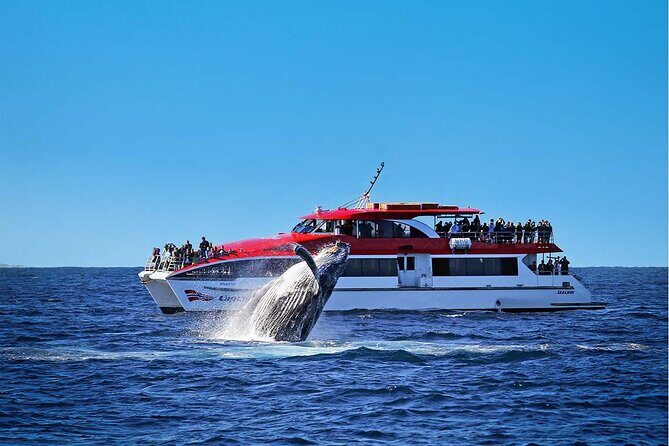 Taronga Zoo & Whale Watching Cruise Combo - Sydney Harbour - 5 key reasons this combo day works well