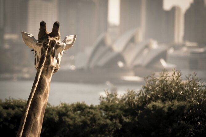Taronga Zoo & Whale Watching Cruise Combo - Sydney Harbour - What to pack: sunscreen, layers, and motion-sickness insurance