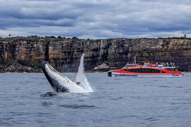Taronga Zoo & Whale Watching Cruise Combo - Sydney Harbour - Whale watching from Sydney Heads: what you’re really looking for