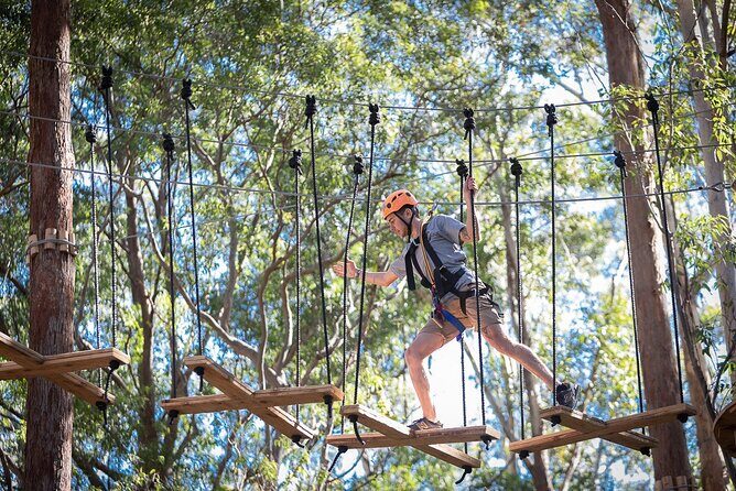 Treetops Adventure The Hills - Tree Ropes Course - Treetops Adventure The Hills: what a 2.5-hour treetop course feels like